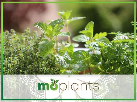 The plant has on average five pairs of dark green leaves. Herb That Tastes Like Licorice - Mo Plants
