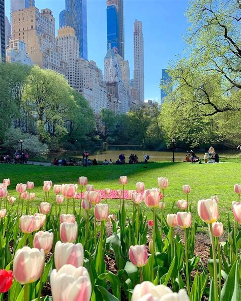 New York City Boroughs Manhattan Tulips In Central Park And Central