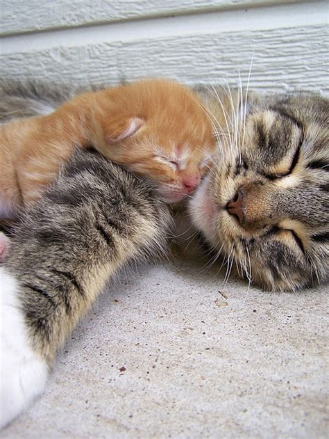 40 Really Cute Cuddling Kittens In The World The Design Inspiration