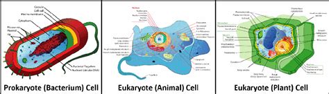 Check spelling or type a new query. Prokaryotic Vs Eukaryotic Plant And Animal Cells - Jinda Olm