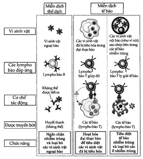 Cấu trúc và chức năng của Globulin miễn dịch chẩn đoán và điều trị