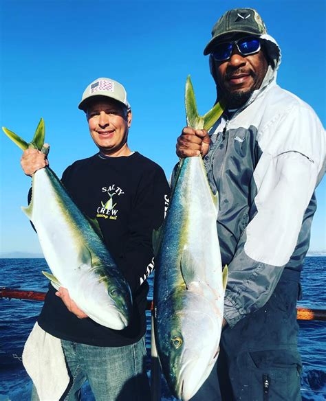 Fish Report - First Yellowtail of The Season