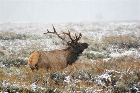 Grand Teton National Park Bull Elk Bugling In The Snowv1 Scott
