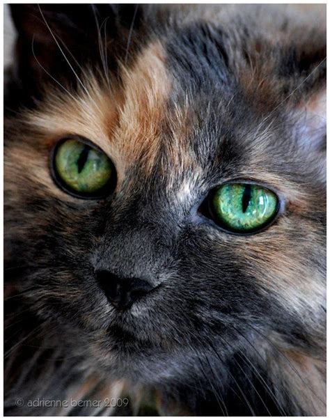 223 Best Animals Tortoiseshell Cats Images On Pinterest