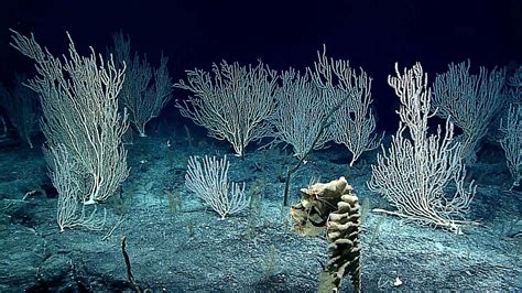 Bamboo Coral Image Eurekalert Science News Releases