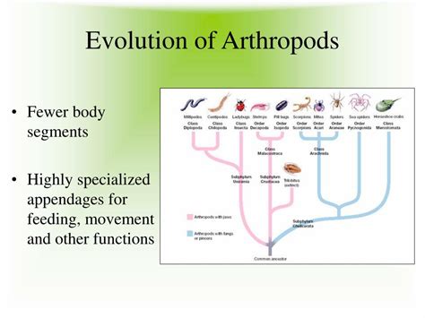 Ppt Arthropods And Echinoderms Powerpoint Presentation