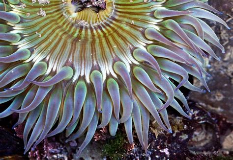 Sea Anemone Smithsonian Photo Contest Smithsonian Magazine
