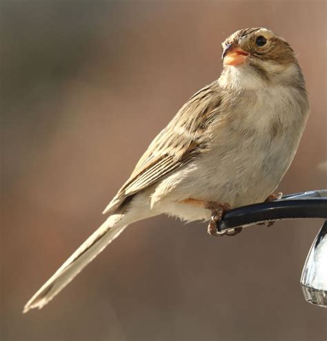Sparrows In Alberta Birds Calgary