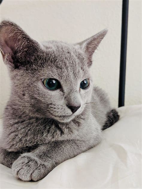 Adorable Russian Blue Kitten Raww