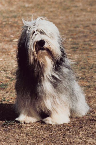 Bearded Collie Grooming Styles Pets