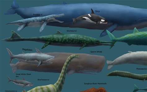 Megaladon Size Comparison Ocean Animals Prehistoric Whale