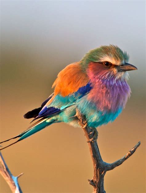 The Most Beautiful And Colourful Birds You Have Ever Seen