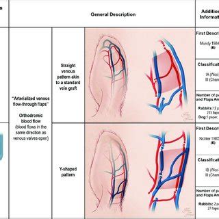 Schematic Representation Of The Free Venous Flow Through Flap And The