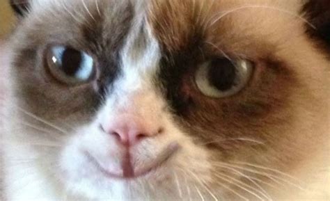 Grumpy Cat Happy Blank Template Imgflip