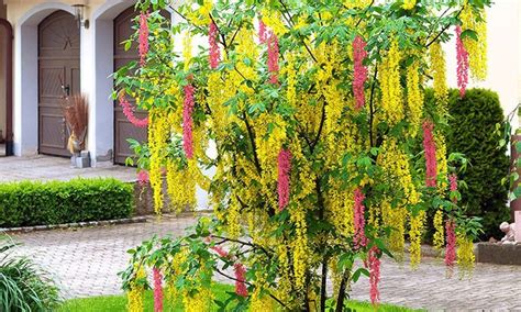 So werden in einem jahr mehrere millionen pflanzen versendet. Baldur Garten Chimären-Goldregen | Groupon Goods