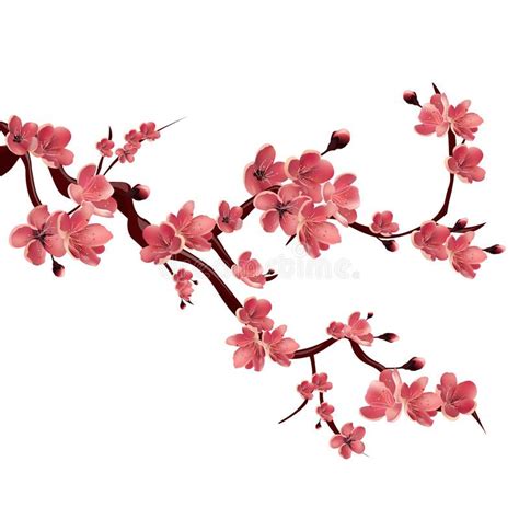 Branch Of Rose Blossoming Sakura Japanese Cherry Tree Vector