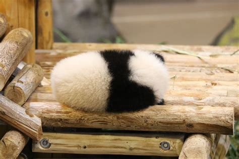 A Sleeping Ball Of Fluff Baby Panda Bears Fluffy Animals Baby Animals