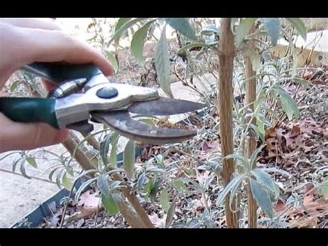 When And How To Prune Butterfly Bushes Youtube