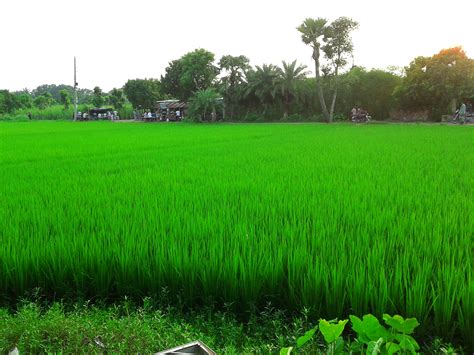 Free Photo Green Paddy Field Crop Field Green Free Download Jooinn