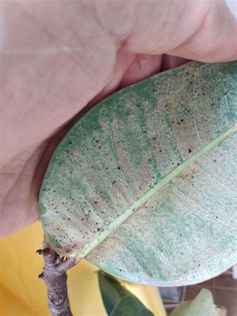 Soguyi plant pots,black matte ceramic planter for plant,flower pot for indoor outdoor, 10 inch large planter with drainage holes and plug,modern cylinder planter for snake plant,rubber tree. What are these black spots on my rubber plant. : plantclinic