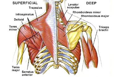 Chest shoulder upper back anatomy. Upper Back