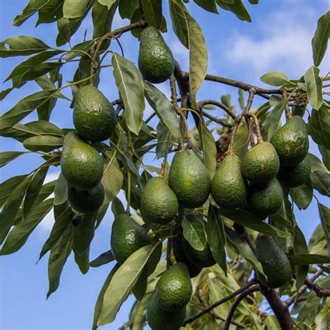 Hass Avocado Tree For Sale