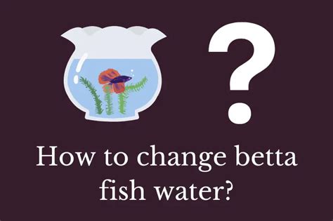 How To Change Betta Fish Water Quick Answer