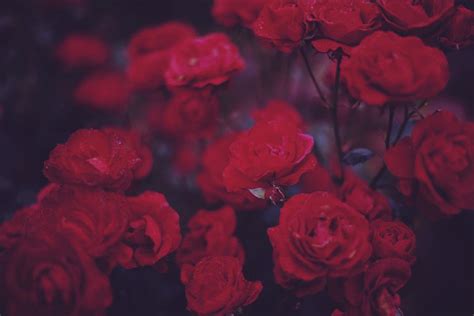 Roses Are Going To Sleep Aesthetic Roses Red Aesthetic Flowers