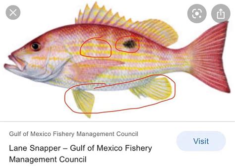 Fish School Snapper Identification Coastal Angler And The Angler Magazine