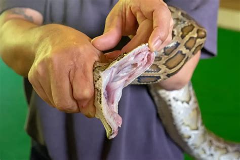 Ball Python Teeth Everything You Need To Know