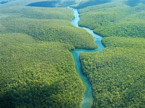 Treck En Forêt Amazonienne En Guyane