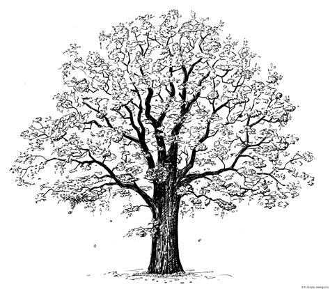 Oak Tree Drawing Line Art Illustrations