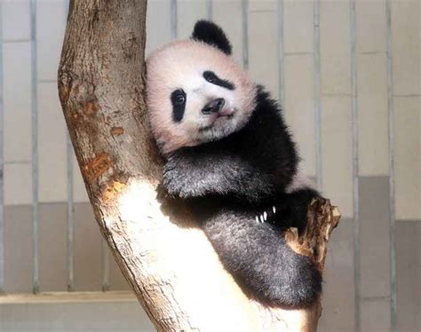 Filhote De Panda Atrai 250 Mil Pessoas A Zoológico No Japão