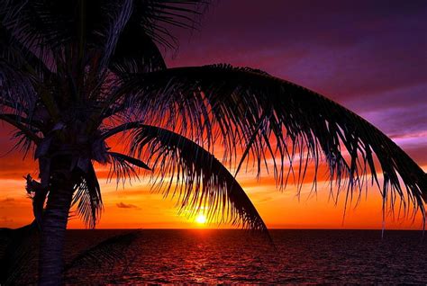Tropical Sunset Glow Shore Sunset Sea Palm Trees Beach Sundown