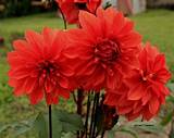 Red Flowers In India Images