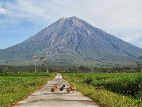 Ancaman bahaya yang ditimbulkan dari meletusnya gunung semeru tersebut. 7 Puncak Tertinggi di Berbagai Daerah di Indonesia ...