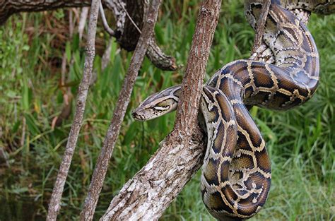 Giant Invasive Burmese Pythons Are Slithering Their Way Up Florida
