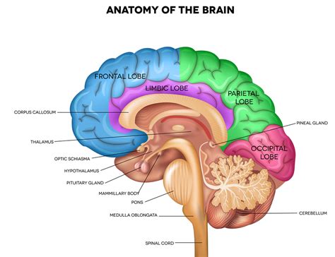 See more ideas about nervous system, nervous, anatomy and physiology. What is the Nervous System and How Does it Work? (Part 1) - The Apprentice Doctor