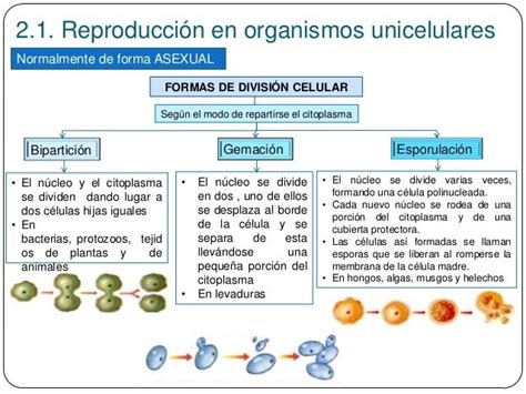 Los Organismos Unicelulares Se Reproducen Por ReproducciÓn Binaria O