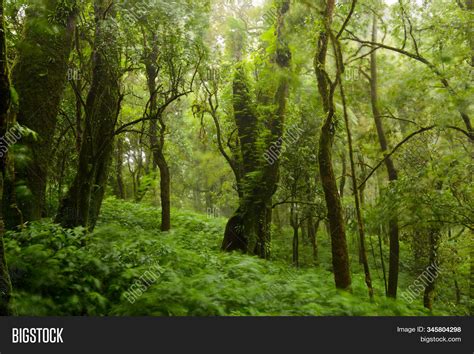 Trees Forests Range Image And Photo Free Trial Bigstock