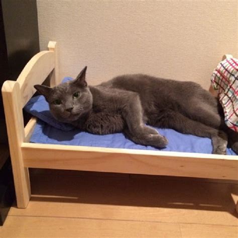 Ikea Donates Doll Beds For Shelter Cats And Its Just Too