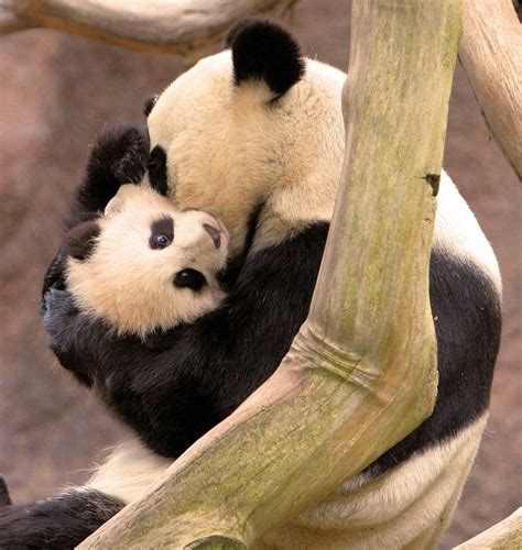 Mama Panda Animals Panda Love Panda Bear