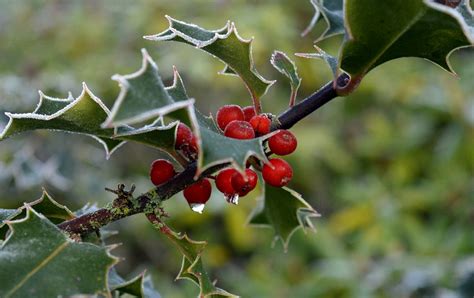 Agrifoglio Ilex Bacche Rosse Foto Gratis Su Pixabay