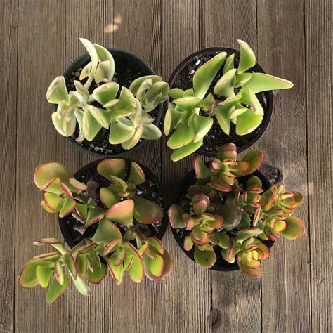 Jade Assorted Packs 4 Inch Premium Succulents Direct From The Nursery