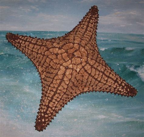8 14 Red Bahamian Sea Star Cushion Starfish Freak W Only 4 Legs