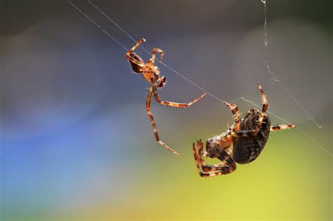 Reproduction for a male spider can be dangerous because female spiders are generally larger than their counterparts. TravelMarx: The Spider Dance and the Spiderlings