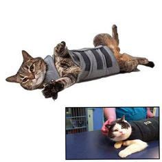 The thundershirt applies gentle, constant pressure that has a dramatic calming effect for most cats. 1000+ images about Thundershirt for Cats on Pinterest ...