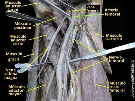 arteria femoral ubicación función ramas alteraciones