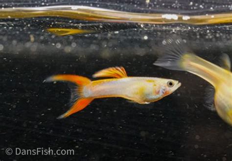 Japan Blue Red Double Swordtail Guppy Male Poecilia Reticulata Dan