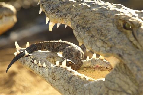 Mother Crocodile Flipping Its Young Into Her Mouth Stock Photo Image